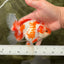 A Grade Red White Oranda Female 5.5  inches #070626OR_22