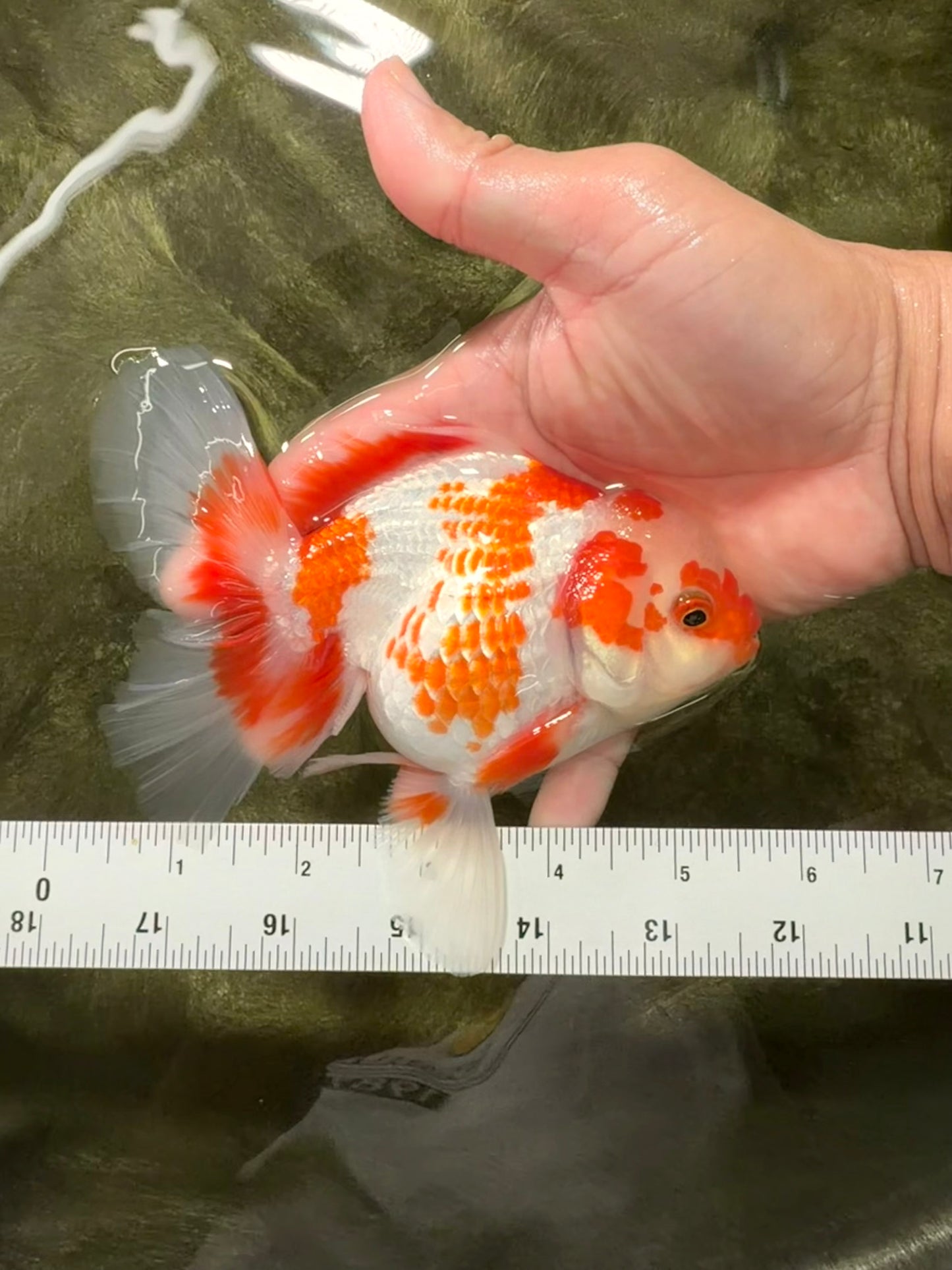 A Grade Red White Oranda Female 5.5  inches #070626OR_22