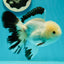 A Grade Panda Oranda Male 5 inches #110124OR_17