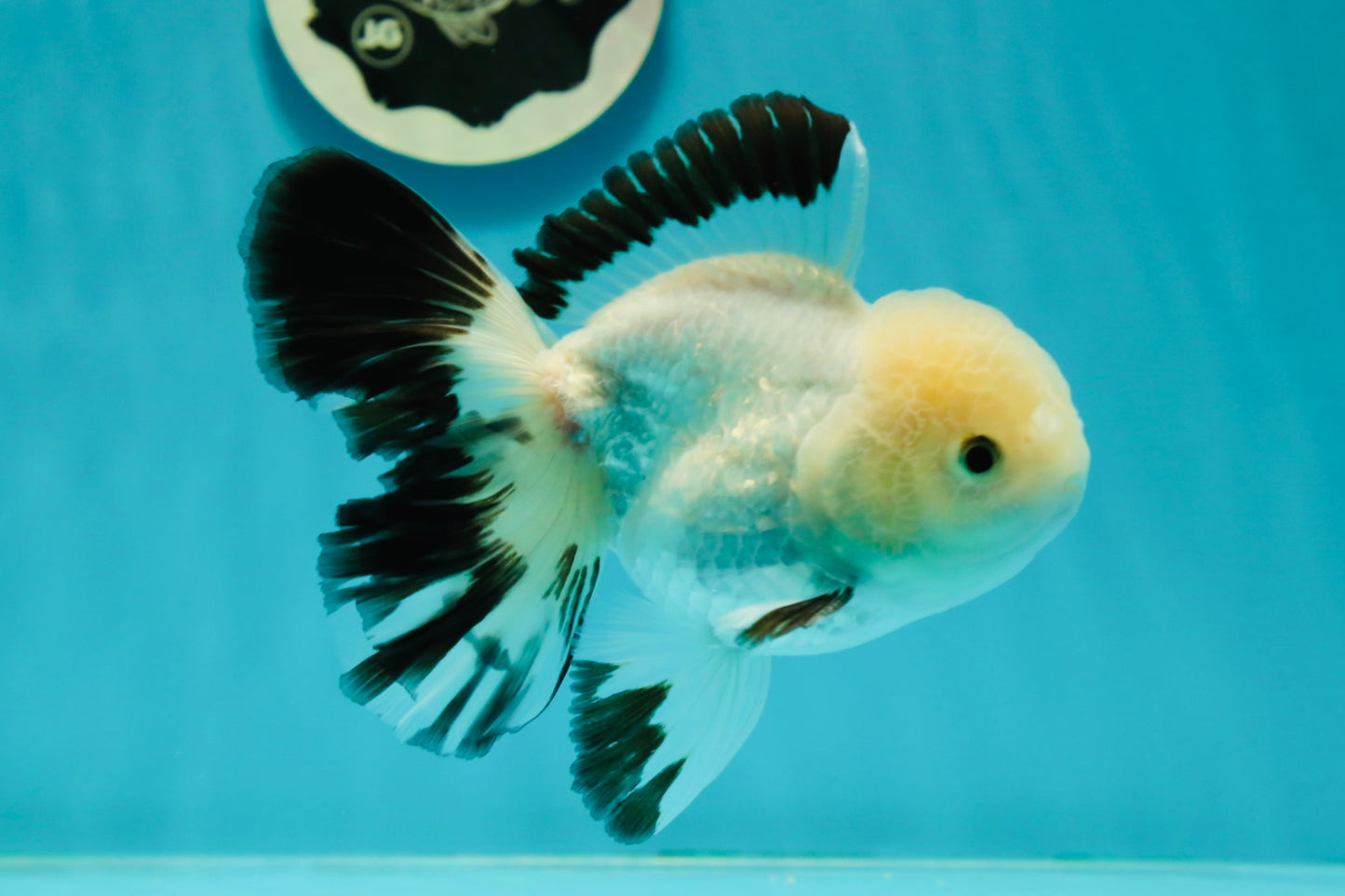 A Grade Panda Oranda Male 5 inches #110124OR_17