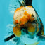 CHUBBY AAA Grade Tiger Oranda Male 5.5 inches #050126OR_08
