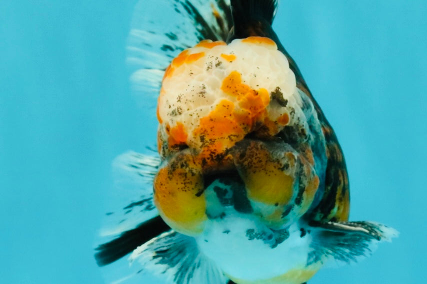CHUBBY AAA Grade Tiger Oranda Male 5.5 inches #050126OR_08