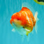 CHONKY AAA Grade Sakura Yuanbao Male 5-5.5 inches #100926YB_04