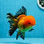 Macho Apache Oranda de grado A de 5 pulgadas n.° 0906OR_32