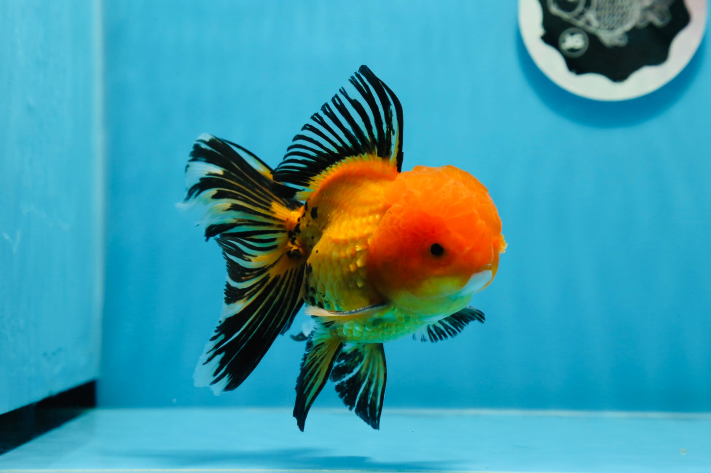 A Grade Apache Oranda Male 5 inches #0906OR_32