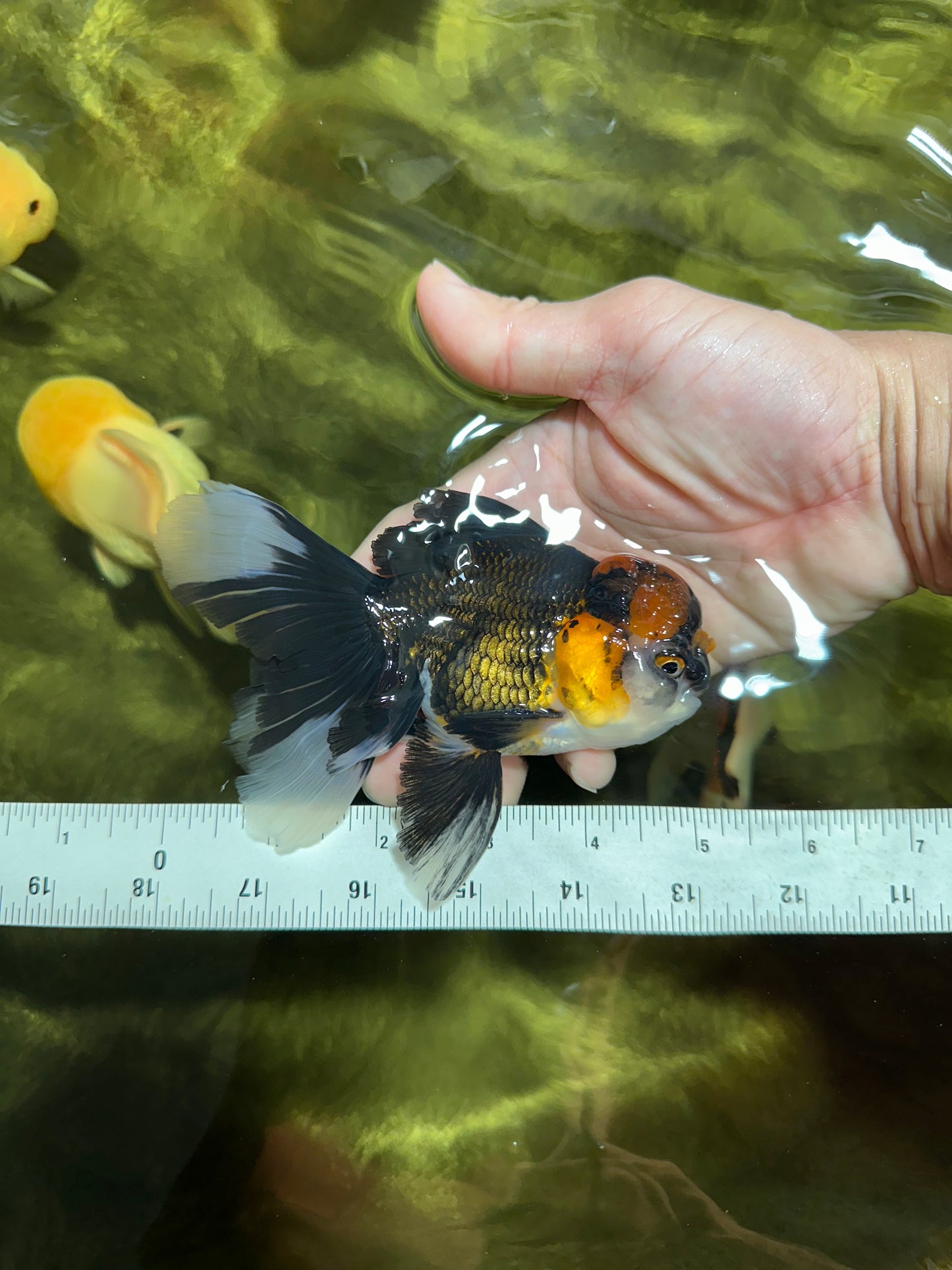 Fluffy Tail A Grade Tricolor Oranda Male 4.5-5 inches #041825OR_16