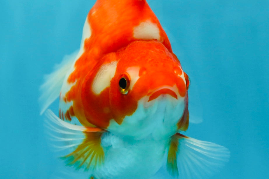 A GRADE Polkadot Red White Ryukin Female 5 inches #050925RK_19