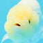 New ✨ White Sakura Lionchu Male 4-4.5 inches #0419LC_02