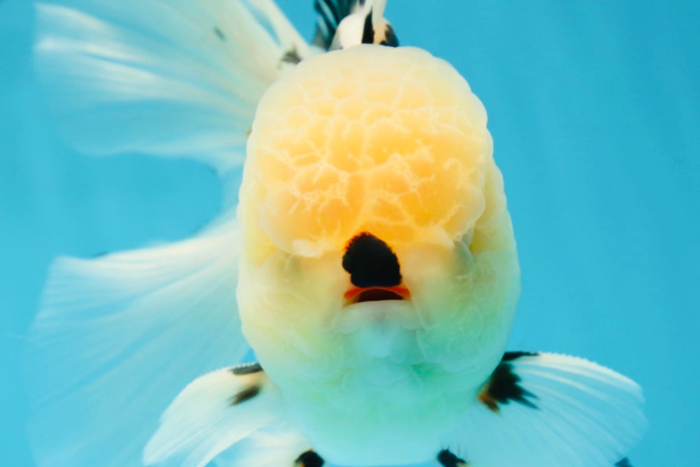 AAA Grade Tricolor Oranda Male 5.5 inches #050925OR_40