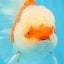 FLUFFY WEN Red White Oranda Male 6.5 inches #040326OR_11