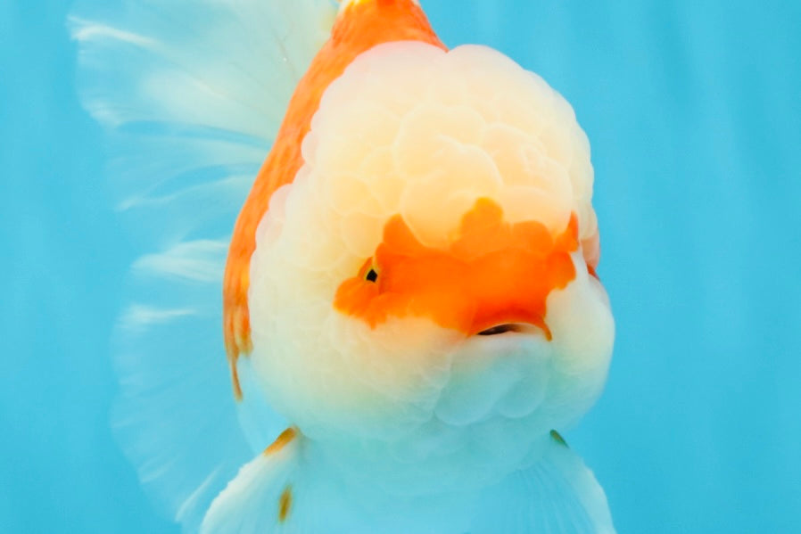 FLUFFY WEN Red White Oranda Male 6.5 inches #040326OR_11