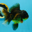 A Grade Tricolor Oranda Male 5.5 inches #112924OR_16