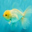 BEAUTY A Grade White Oranda Male 6 inches #070626OR_12