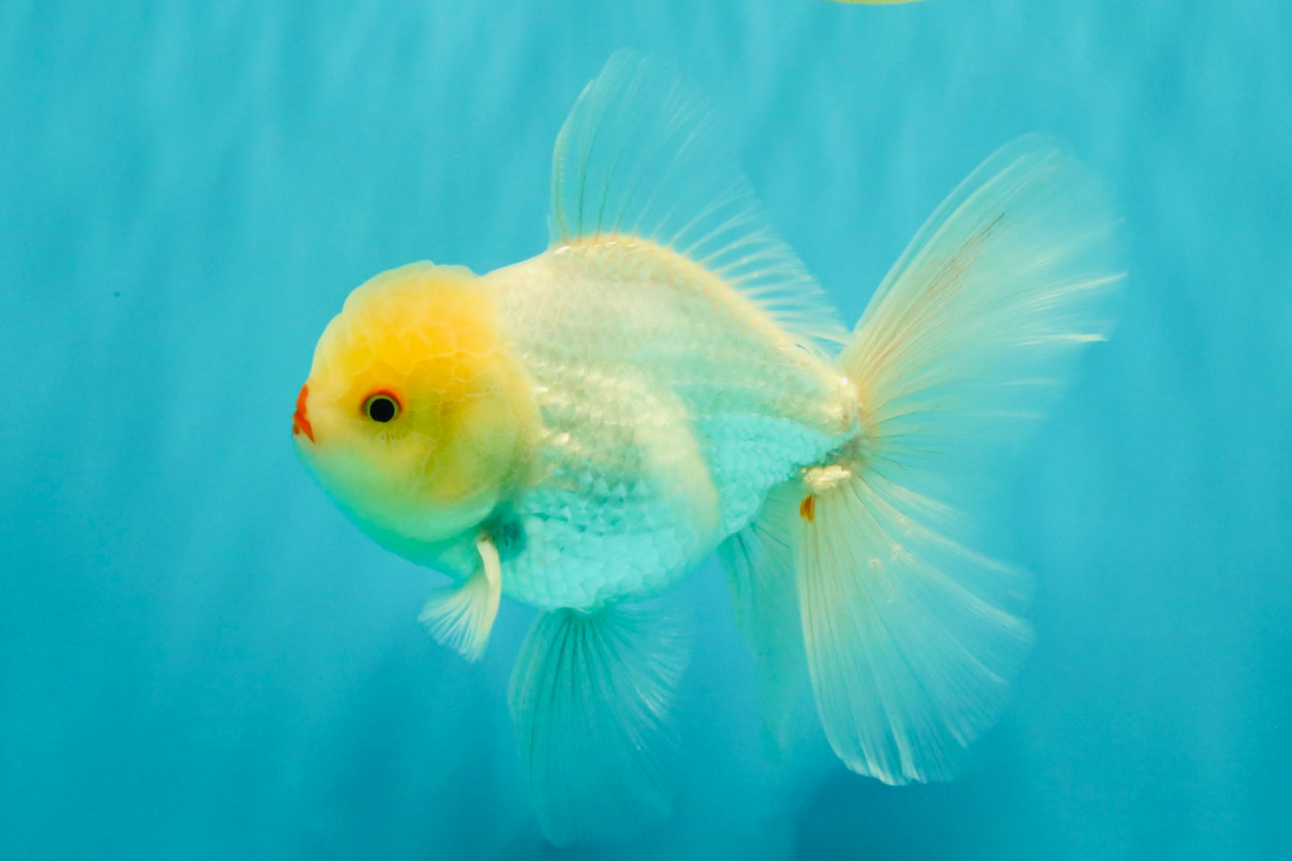 BEAUTY A Grade White Oranda Male 6 inches #070626OR_12