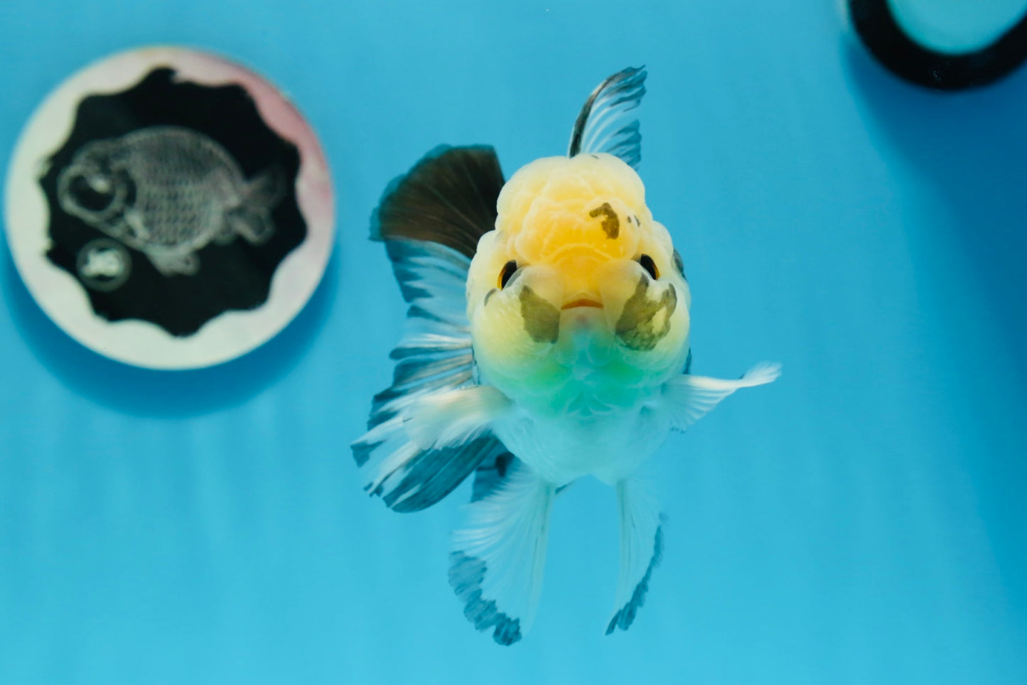 Panda Oranda macho con ojos de botón de 4,5 pulgadas #0920OR_20