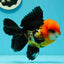 A Grade Red Head Tricolor Oranda Male 5 inches #110824OR_15