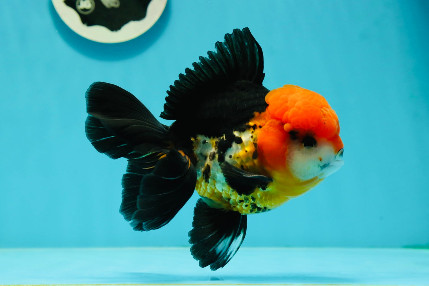 A Grade Red Head Tricolor Oranda Male 5 inches #110824OR_15