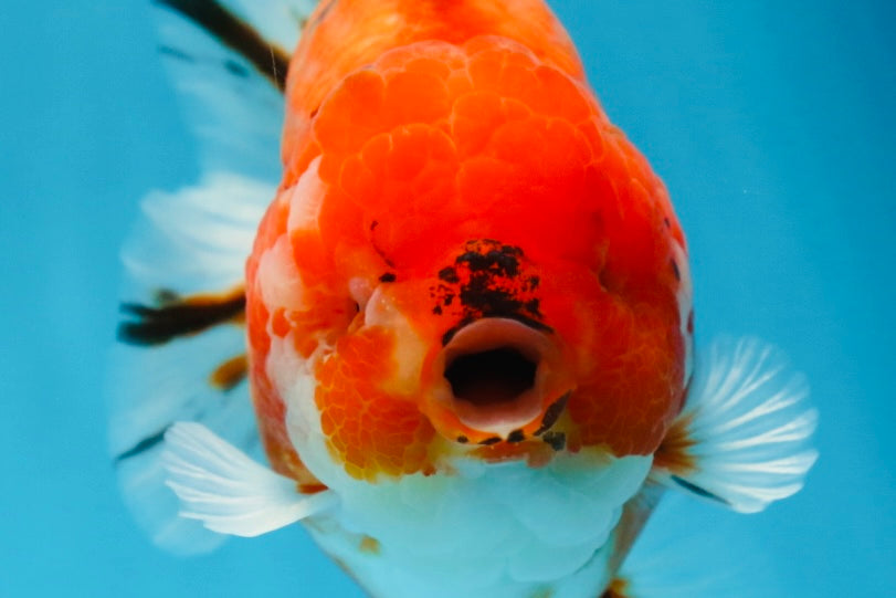 AAA Grade Godzilla Sakura Yuanbao Male 5 inches #080125YB_13