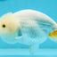 Orange White Lipstick Lionchu Female 5 inches #112924LC_03