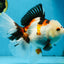 A Grade PUPPY Tricolor Oranda Female 6 inches #091925OR_10