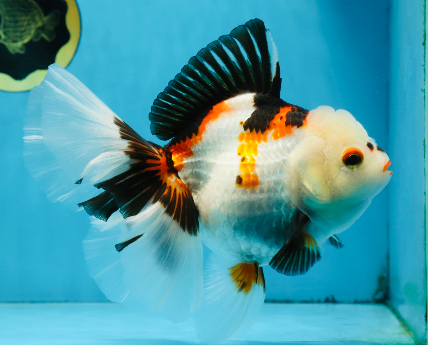 A Grade PUPPY Tricolor Oranda Female 6 inches #091925OR_10