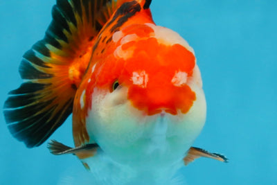 A Grade Tricolor Yuanbao Male 4.5 inches #103125YB_02