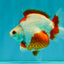 UNIQUE AAA Grade Red White Ryukin Male 4-4.5 inches #050126RK_01