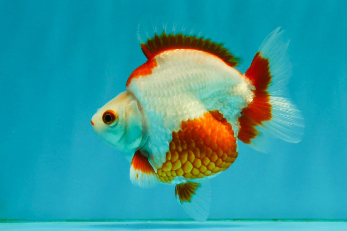 UNIQUE AAA Grade Red White Ryukin Male 4-4.5 inches #050126RK_01