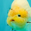 AAA Grade Diamond Scale White Sakura Ranchu Male 5.5-6 inches #100226RC_26
