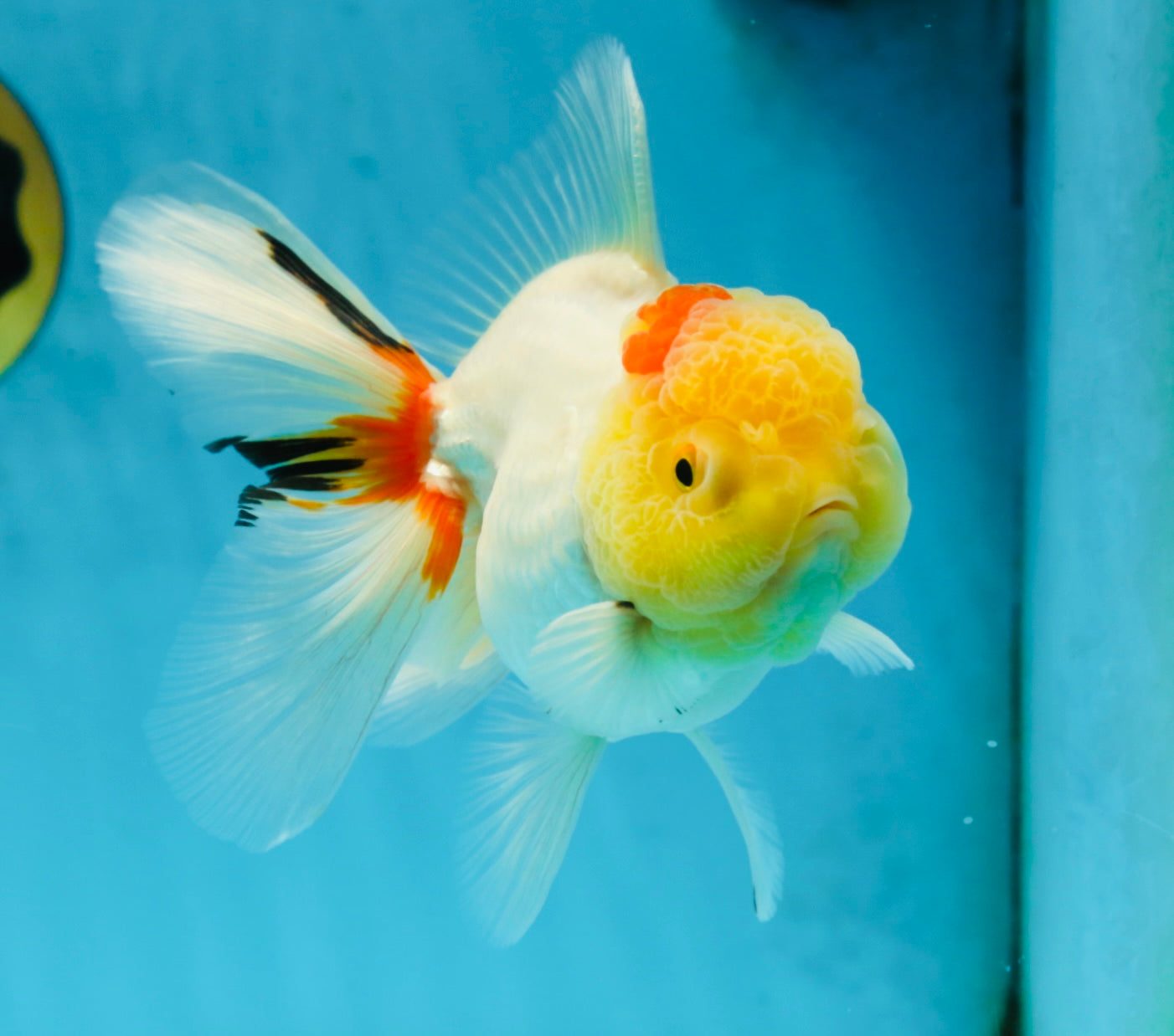 Red White Oranda Female 5.5-6 inches #052325OR_05