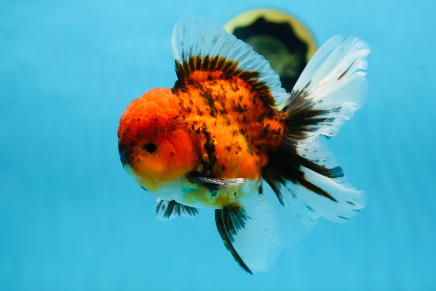 A Grade UNIQUE Tiger Oranda Male 5.5 inches #091225OR_11