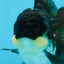 CHUBBY CHEEK Panda Oranda Female 5-5.5 inches #090525OR_20