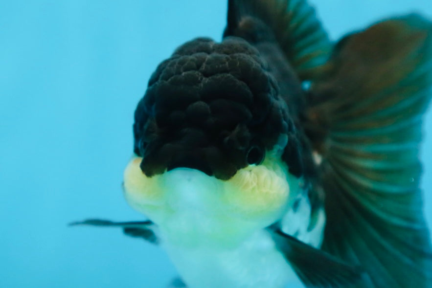 CHUBBY CHEEK Panda Oranda Female 5-5.5 inches #090525OR_20