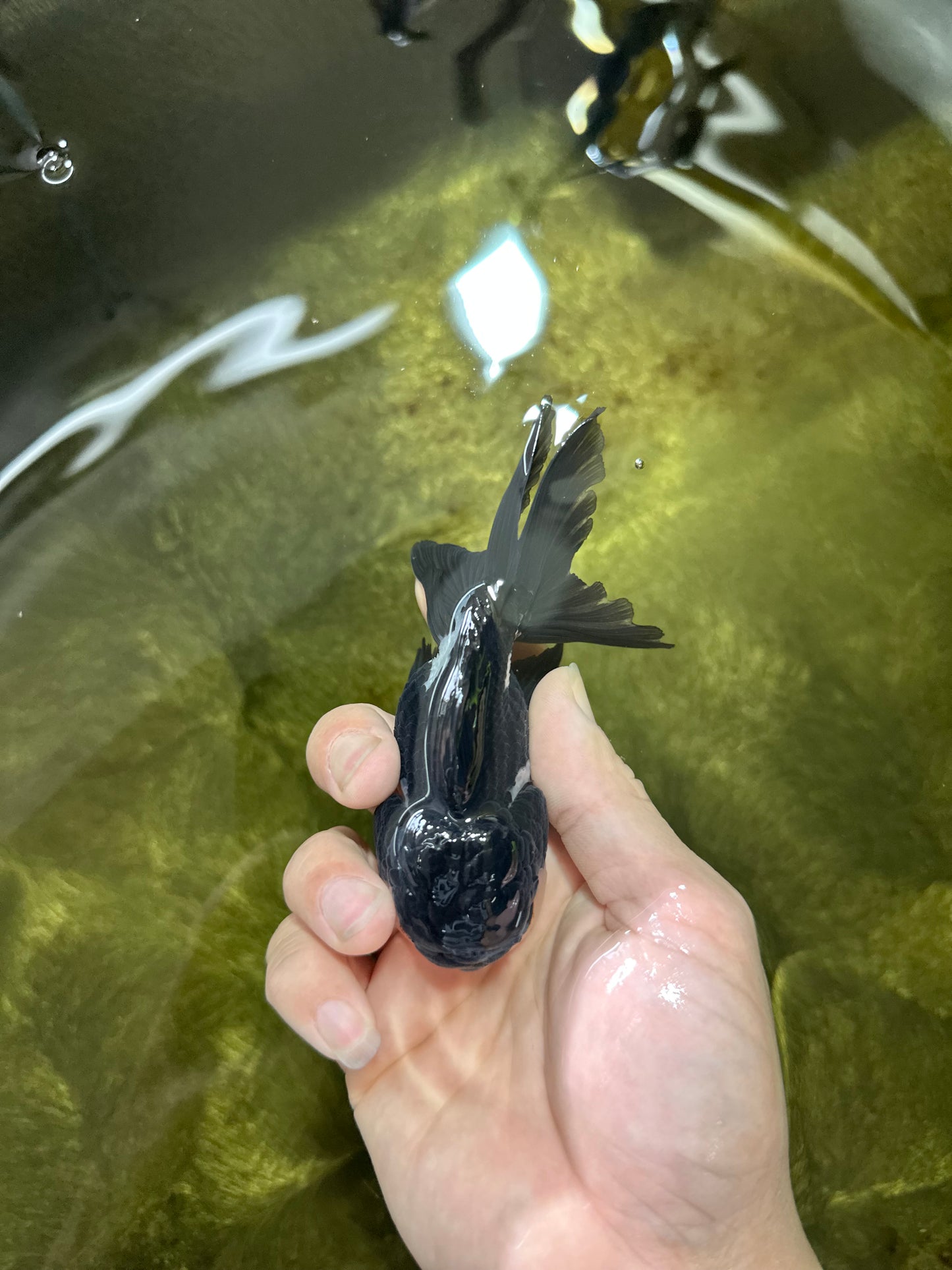 A Grade Panda Oranda Male 4.5 inches #050225OR_11