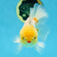 AAA Grade Lemonhead Oranda Male 5 inches #080125OR_20