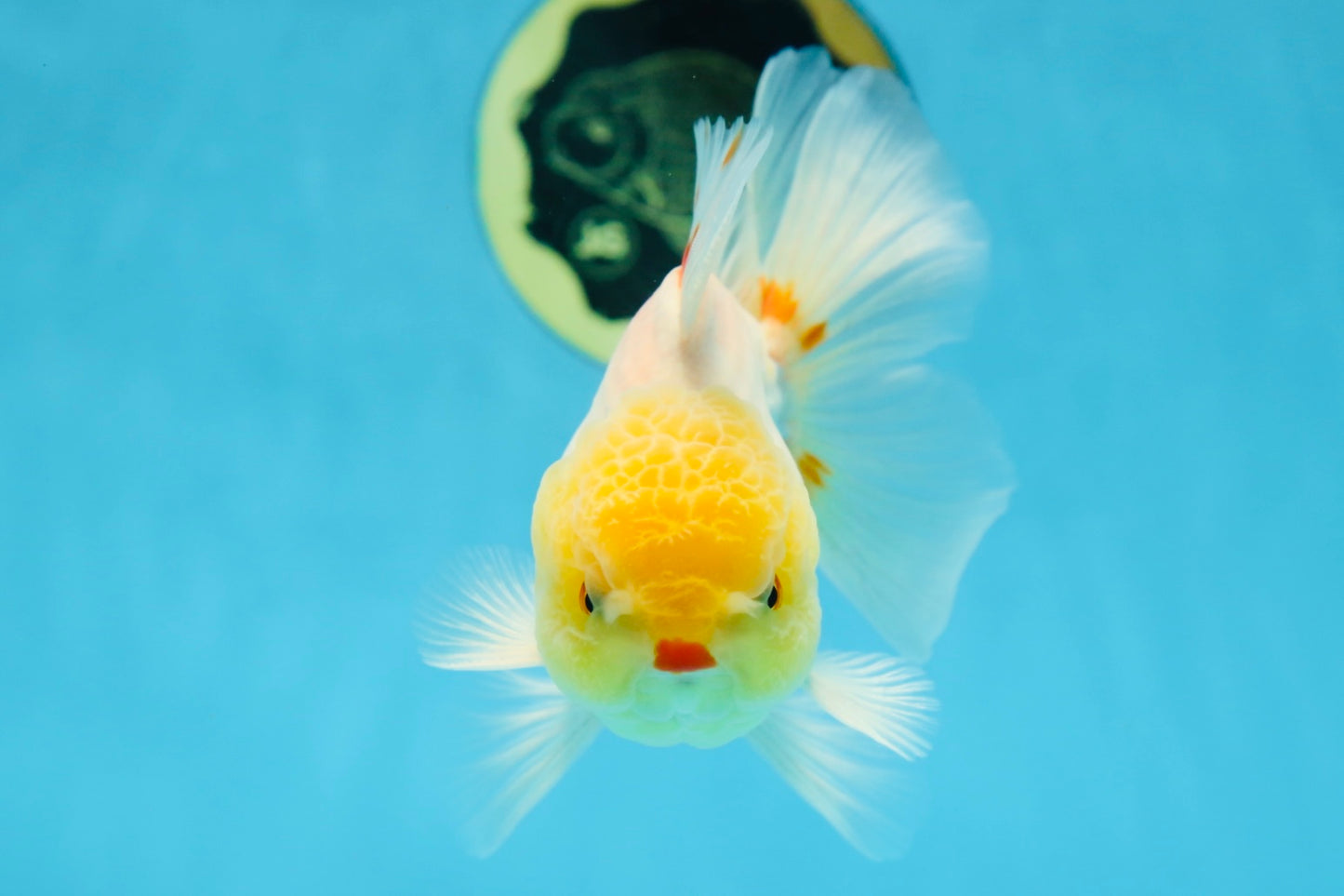 AAA Grade Lemonhead Oranda Male 5 inches #080125OR_20