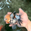 CHONKY AAA Grade Marble Oranda Male 5.5-6 inches #071726OR_28