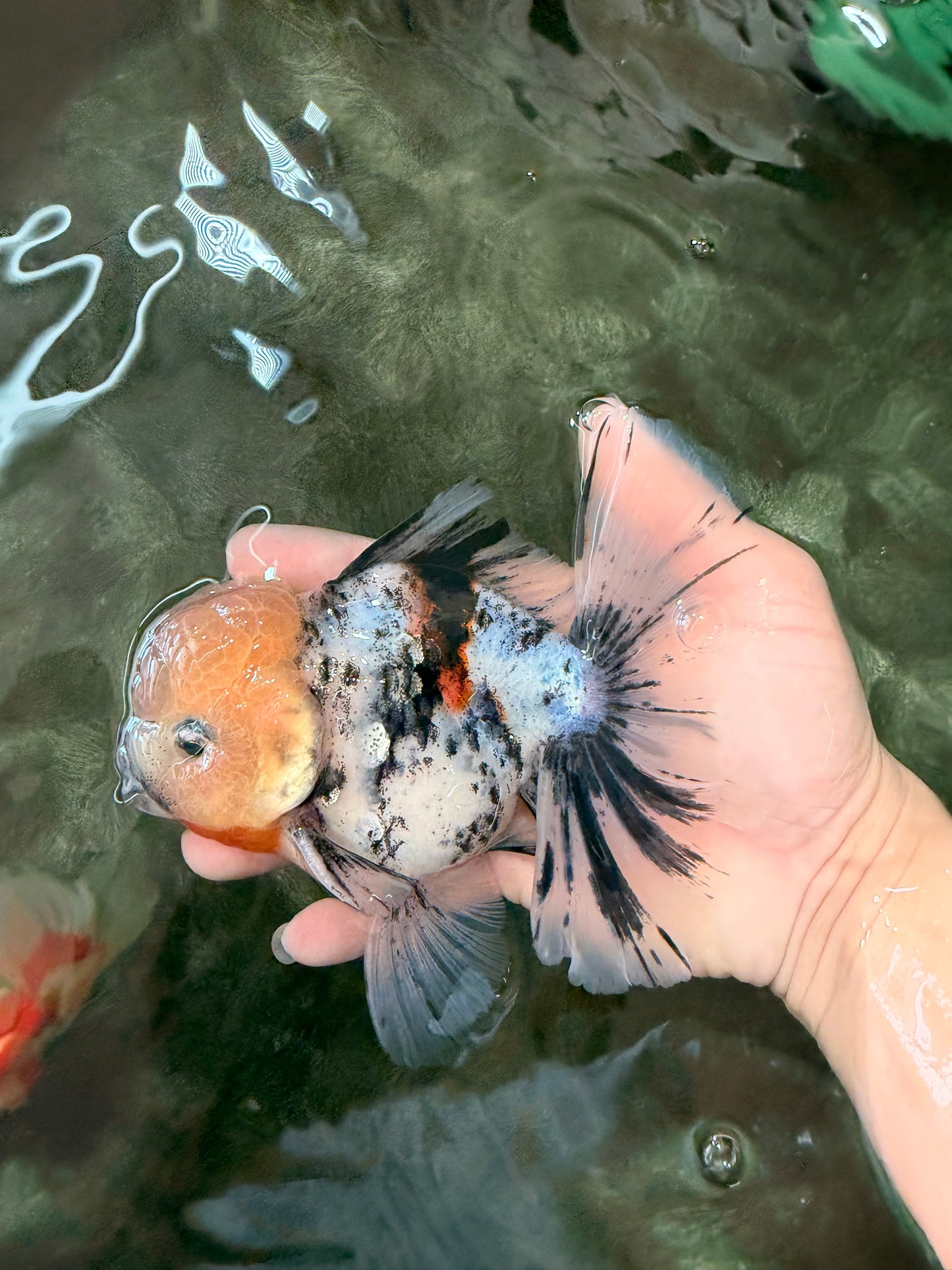 CHONKY AAA Grade Marble Oranda Male 5.5-6 inches #071726OR_28