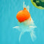 AAA Grade Peach Red White Oranda Male 5 inches #062626OR_30