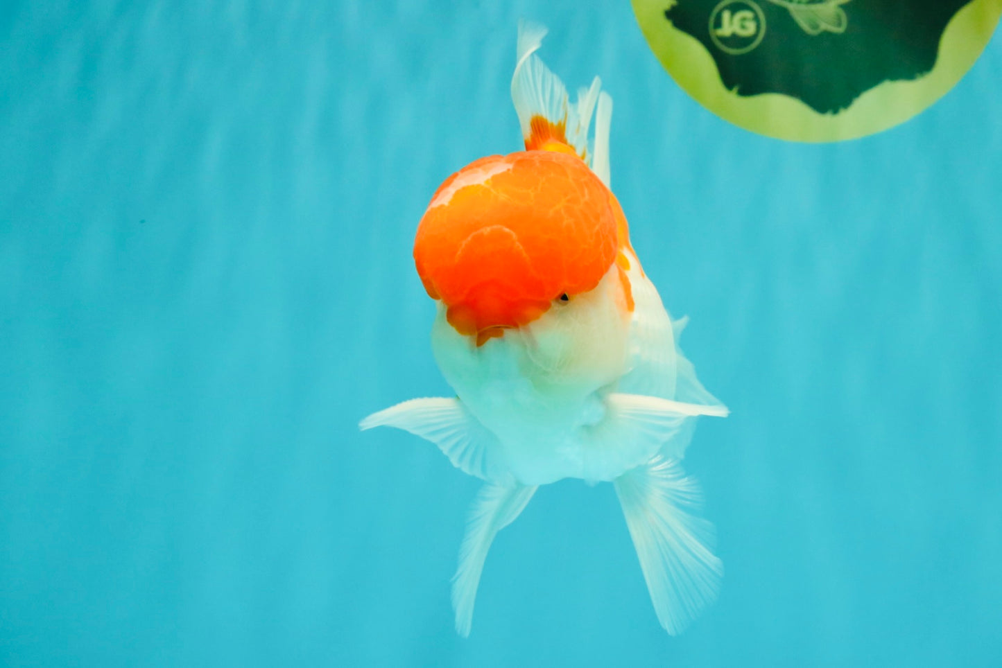 AAA Grade Peach Red White Oranda Male 5 inches #062626OR_30