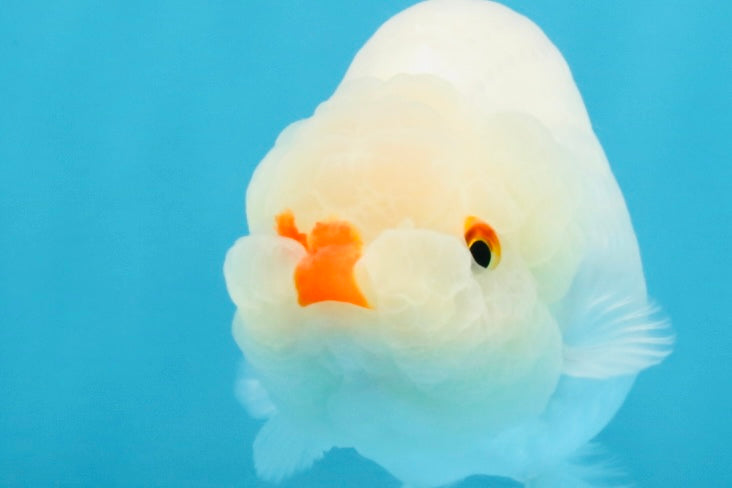 A Grade Red White LionQueen 4 inches #112125LC_09