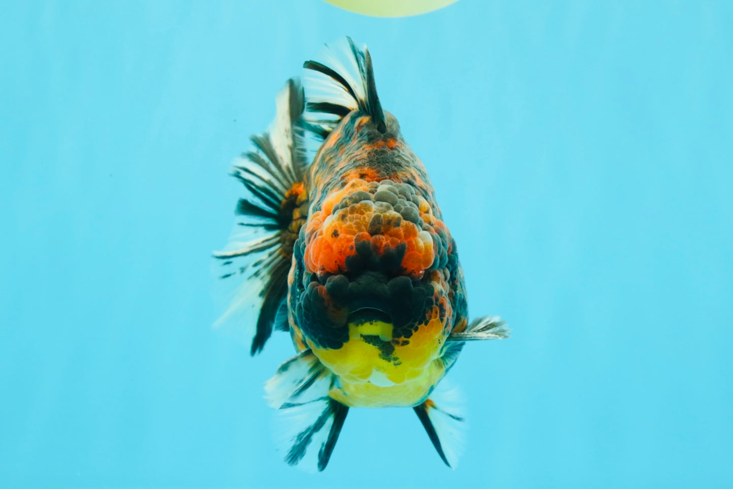 AAA Grade Godzilla Tiger Yuanbao Male 5.5 inches #030626YB_10