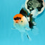 A Grade Crown Tricolor Oranda Female 5 inches #0607OR_01