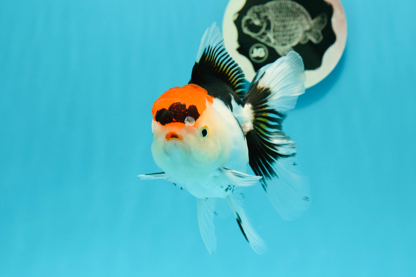 A Grade Crown Tricolor Oranda Female 5 inches #0607OR_01