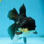 CHUBBY CHEEK Panda Oranda Female 5-5.5 inches #090525OR_20