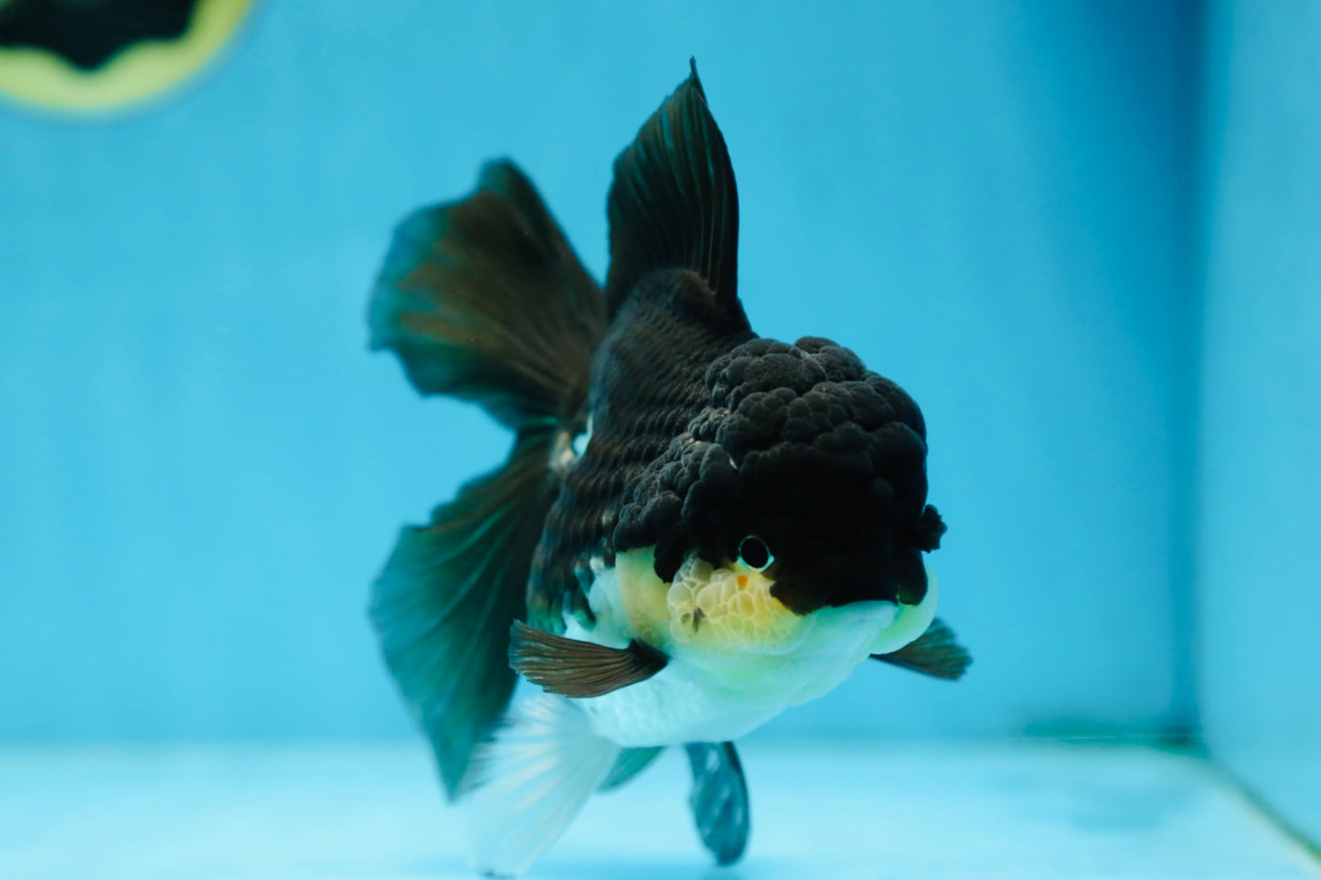 CHUBBY CHEEK Panda Oranda Female 5-5.5 inches #090525OR_20