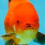 AAA Grade Apache Oranda Male 5-5.5 inches #050925OR_51