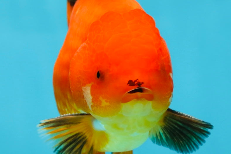 AAA Grade Apache Oranda Male 5-5.5 inches #050925OR_51