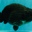 CHUBBY A Grade Black LionQueen 6 inches #101626LC_22