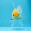 AAA Grade Lemonhead Panda Button Eyes Oranda Male 5-5.5 inches #0913OR_13